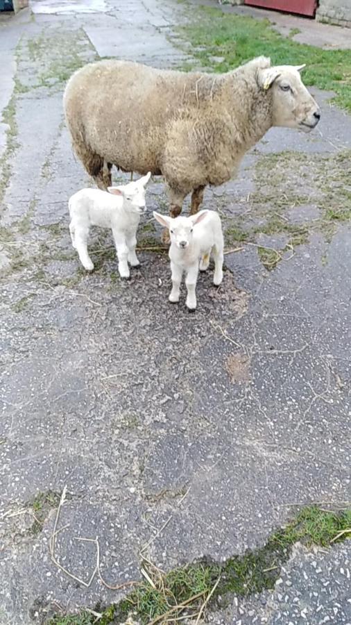 Conwy Pen Cefn Farm Holiday Abergele Eksteriør billede