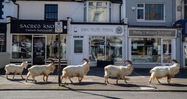 Conwy Pen Cefn Farm Holiday Abergele Eksteriør billede