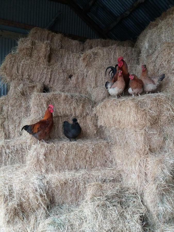 Conwy Pen Cefn Farm Holiday Abergele Eksteriør billede