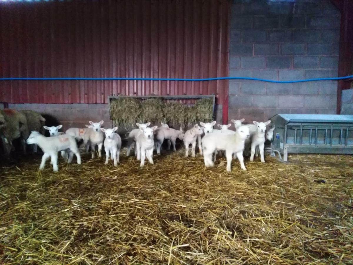 Conwy Pen Cefn Farm Holiday Abergele Eksteriør billede