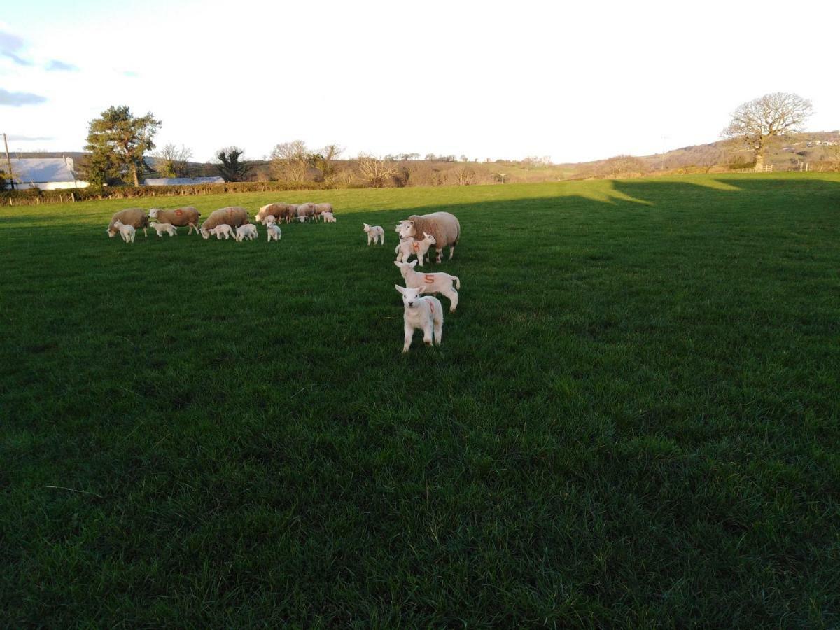 Conwy Pen Cefn Farm Holiday Abergele Eksteriør billede
